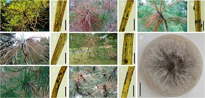 Host and abiotic constraints on the distribution of the pine fungal pathogen Sphaeropsis sapinea (= <mark class="highlighted">Diplodia</mark> sapinea)